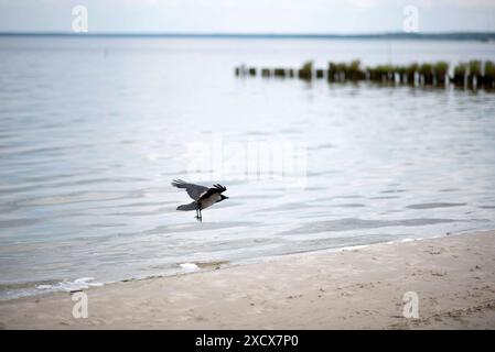 Blick auf den Badestrand am Stettiner Haff in Vorpommern nahe der polnischen Grenze. Die Region gehört noch zu den ruhigen Urlauberregionen in Mecklenburg-Vorpommern. Uckermeunde *** Blick auf den Strand am Stettiner Haff in Vorpommern nahe der polnischen Grenze die Region ist noch immer eine der ruhigen Urlaubsregionen in Mecklenburg-Vorpommern Uckermeunde Copyright: FrankxHormannx/xnordlicht Stockfoto