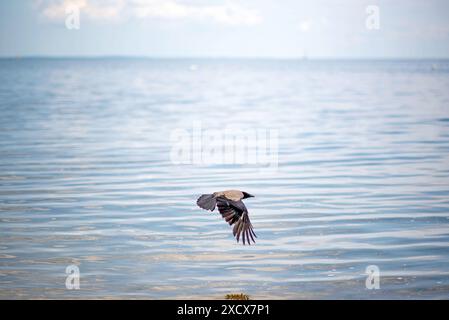 Blick auf den Badestrand am Stettiner Haff in Vorpommern nahe der polnischen Grenze. Die Region gehört noch zu den ruhigen Urlauberregionen in Mecklenburg-Vorpommern. Uckermeunde *** Blick auf den Strand am Stettiner Haff in Vorpommern nahe der polnischen Grenze die Region ist noch immer eine der ruhigen Urlaubsregionen in Mecklenburg-Vorpommern Uckermeunde Copyright: FrankxHormannx/xnordlicht Stockfoto