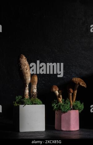 Betonpodeste und Pilze auf schwarzem Hintergrund. Stillleben. Einrichtung im Wald und natürlicher Stil Stockfoto