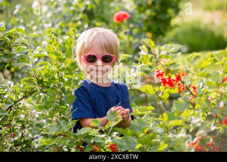 Kind, Kleinkind Junge, rote Johannisbeere aus einem Busch im Sommer sammeln, Konzept der Gesundheit Bio Lebensmittel, gesunde Ernährung Stockfoto