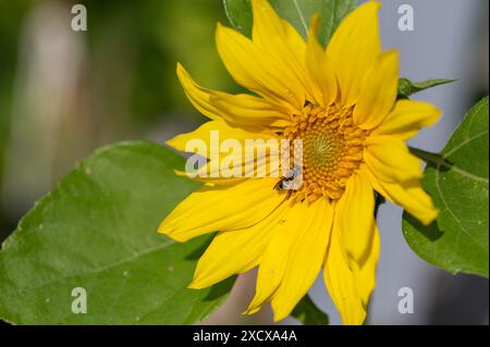 Eine Wespenart sitzt auf einer gelben Sonnenblume Stockfoto