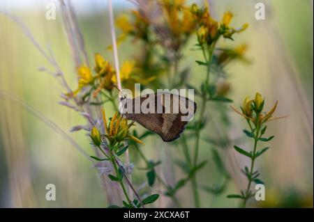 Großer Ochsenauge (Maniola jurtina) Schmetterling an einer Pflanze in grüner Natur Stockfoto