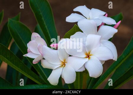 Nahaufnahme der frischen weißen und rosa Gruppe von Plumeria aka Frangipani Blumen und Knospen in tropischem Garten isoliert auf dunklem Hintergrund Stockfoto