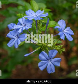 Blick aus der Nähe auf hellblaue Blumen und Knospen des Kletterstrauchs plumbago auriculata aka plumbago capensis oder Cape plumbago im tropischen Garten Stockfoto