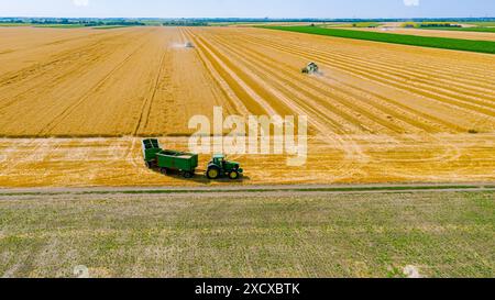 Luftaufnahme über zwei landwirtschaftliche Erntemaschinen, Mähdrescher beim Schneiden und Ernten von reifem Weizen auf landwirtschaftlichen Feldern. Traktor mit zwei Anhängern ist bereit Stockfoto