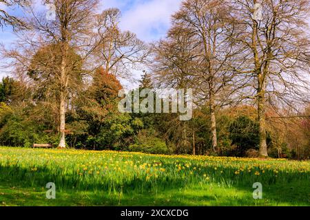Ein Teppich mit farbenfrohen Frühlingsnarzissen im Wald im Knightshayes Court House and Gardens, Tiverton, Devon, England, Großbritannien Stockfoto