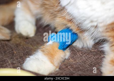 Exotische Ginger-Katze mit einem Katheter auf der Pfote Stockfoto