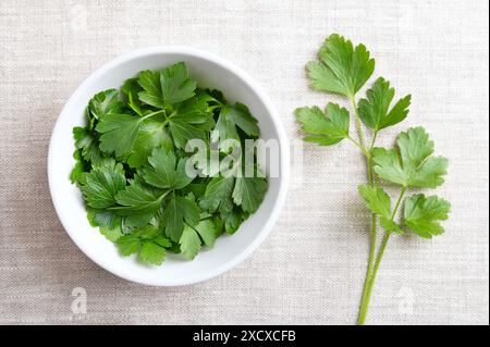 Frische, flache Petersilie in einer weißen Schüssel auf Leinenstoff. Petersilie mit hellgrünen und nicht zerknitterten Blättern. Petroselinum crispum. Stockfoto