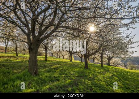 Geographie / Reise, Deutschland, Sachsen-Anhalt, Wernigerode, Kirschblüte im Frühjahr, ADDITIONAL-RIGHTS-CLEARANCE-INFO-NOT-AVAILABLE Stockfoto