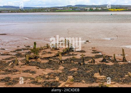 Die Rippen ehemaliger Holzschiffe ragen von den Schlammbänken des Flusses exe bei Turf Lock hervor, wo der Exeter Canal in den Fluss mündet, Devon, England, Großbritannien Stockfoto