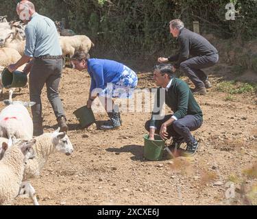 Premierminister Rishi Sunak, Lord Cameron und Parlamentsabgeordneter Selaine Saxby füttern Schafe Stockfoto