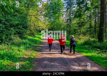 Drei Besucher spazieren in der Sonne auf einem Waldweg im Powderham Castle, der Heimat der Earls of Devon in Kenton, in der Nähe von Exeter, Devon, England, Großbritannien Stockfoto