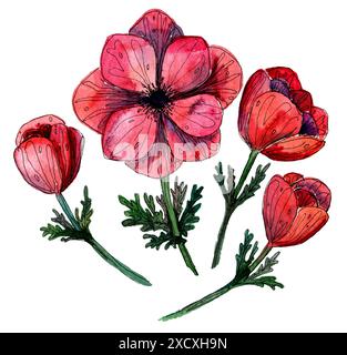 Stilisierte Aquarellskizze Illustration von roten Anemonenblüten und Knospen. Set aus zarten handgezeichneten Korallenblumen für Ihr Design. Kann als verwendet werden Stockfoto