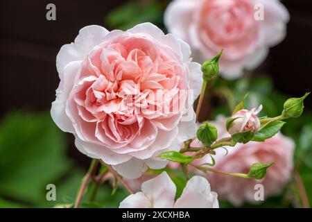 englische Rose Wildeve in Aprikosenmakro Stockfoto