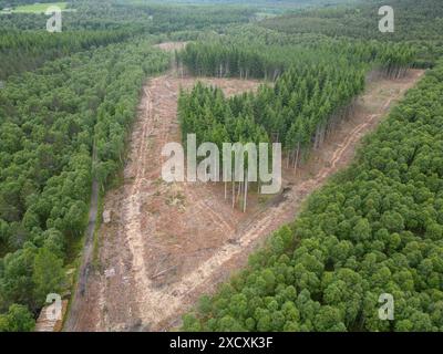 Holzfällung kommerzielle Forstwirtschaft in der Nähe von Cambus O May, Ballater Aberdeenshire Schottland Stockfoto