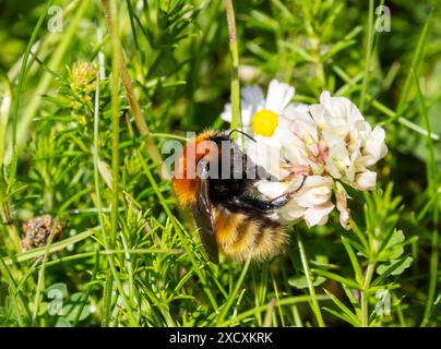 Eine große gelbe Hummel, Bombus Distentendus auf Eriskay, Äußere Hebriden, Schottland, Großbritannien. Stockfoto