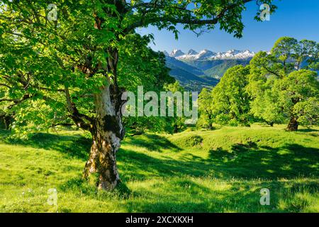 Geographie / Reise, Schweiz, St. Gallen, NO-EXCLUSIVE-USE FOR FALTKARTE-GRUSSKARTE-POSTKARTE-USE Stockfoto