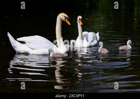 Stumme Schwan-Familie mit vier Baby-Zygneten, die mit Eltern schwimmen. Der Kugelkopf für Erwachsene hat ein elegantes weißes Federgefieder. Buschy Park, Dublin, Irland Stockfoto