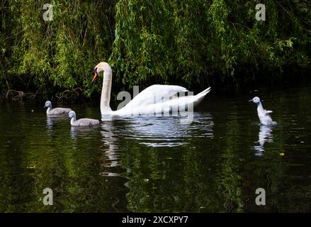 Stumme Schwan-Familie mit drei Baby-Zygneten, die mit den Eltern schwimmen. Ein süßer Schwan steht auf und spielt im Wasser. Buschy Park, Dublin, Irland Stockfoto