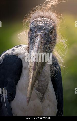 Eine Nahaufnahme eines Maraboustorchs mit einer detaillierten Ansicht seines strukturierten Schnabels Stockfoto