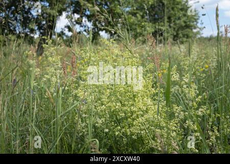 Wunderschönes Feld mit wilden Blumen am Hochsommertag Stockfoto