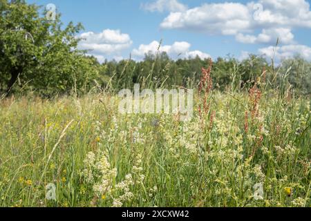 Wunderschönes Feld mit wilden Blumen am Hochsommertag Stockfoto