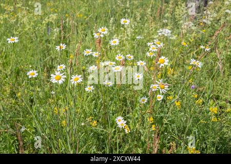 Wunderschönes Feld mit wilden Blumen am Hochsommertag Stockfoto