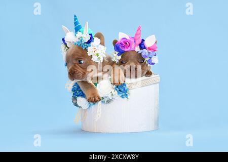 Ein Paar französischer Bulldog-Hundewelpen mit Einhorn-Stirnbändern mit Hörnern, die aus der Box mit Blumen auf blauem Hintergrund schauen Stockfoto