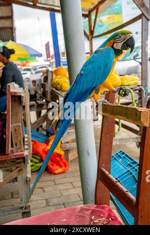 Nahaufnahme eines Papageiens auf dem Gemüsemarkt Stockfoto