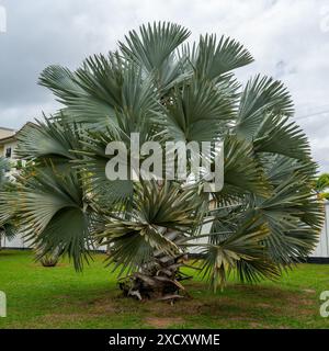 Nahaufnahme von Fan Palm in Suriname Stockfoto