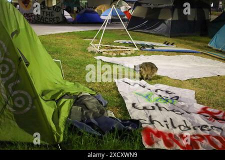 Santa Barbara, Kalifornien, USA. Juni 2024. In der Nacht des 18. Juni wird ein kranker oder verletzter Waschbär im umstrittenen Pro-Palästina-Protestlager auf dem Campus der University of California, Santa Barbara (UCSB) gesehen. Ein Mann, der im Lager lebte, berichtete, dass der Waschbär seit einigen Tagen rein- und rauskommt. (Kreditbild: © Amy Katz/ZUMA Press Wire) NUR REDAKTIONELLE VERWENDUNG! Nicht für kommerzielle ZWECKE! Stockfoto