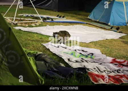 Santa Barbara, Kalifornien, USA. Juni 2024. In der Nacht des 18. Juni wird ein kranker oder verletzter Waschbär im umstrittenen Pro-Palästina-Protestlager auf dem Campus der University of California, Santa Barbara (UCSB) gesehen. Ein Mann, der im Lager lebte, berichtete, dass der Waschbär seit einigen Tagen rein- und rauskommt. (Kreditbild: © Amy Katz/ZUMA Press Wire) NUR REDAKTIONELLE VERWENDUNG! Nicht für kommerzielle ZWECKE! Stockfoto