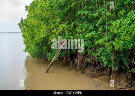 Nahaufnahme von Mangrovenbäumen Stockfoto