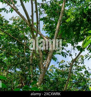 Nahaufnahme eines Bradypus variegatus (Bradypus variegatus) Stockfoto