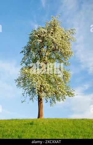 Botanik, einsamer, blühender Birnenbaum auf grüner Wiese im Sonnenuntergang, KEINE EXKLUSIVE VERWENDUNG FÜR FALTKARTEN-GRUSSKARTEN-POSTKARTEN-VERWENDUNG Stockfoto