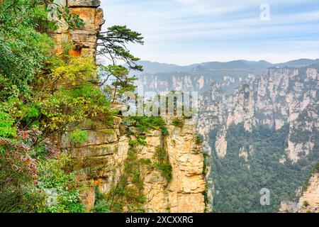 Fantastische Aussicht auf grüne Bäume, die auf Felsen wachsen, in den Tianzi Mountains (Avatar Rocks), dem Zhangjiajie National Forest Park, Provinz Hunan. Stockfoto