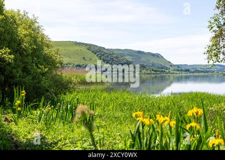 Gelbe Flagge Iris (Iris Pseudacorus) vor Loch Leven mit Benarty Hill im Hintergrund Stockfoto