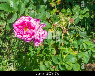 Nahaufnahme einer voll blühenden Hunderose, Heckenrose (lat: Rosa canina) im Sommersonnenlicht. Stockfoto