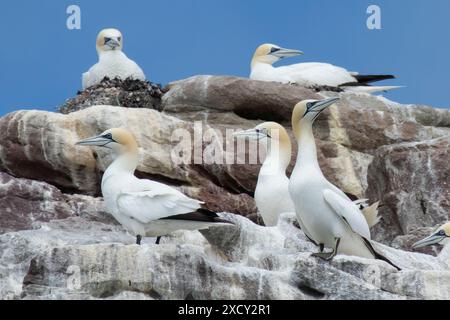 Tölpel stehen auf den Ortac Alderney Channel Islands, die Teil der großen Gannet-Kolonie auf der Insel sind, am Rande der felsigen Klippen Stockfoto