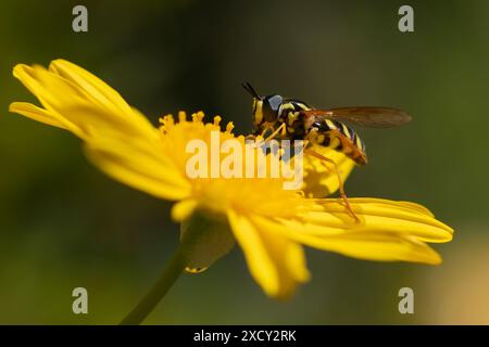 hoverfly mit gelben schwarzen Markierungen isst Nektar auf Gänseblümchen, die nah gesehen werden, und zeigt zusammengesetzte Augen und Pollen auf dem Profil der Körperseite Stockfoto