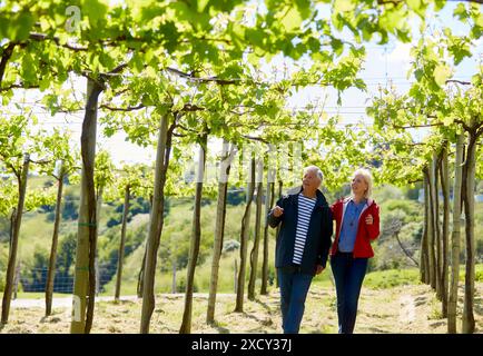 Älteres Paar, 60-70, Wandern zwischen Weinbergen Txakoli, Getaria, Gipuzkoa, Baskisches Land, Spanien, Europa Stockfoto