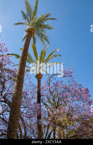 Jacaranda-Bäume in lilafarbener Farbe neben hohen Palmen vor dem hellblauen Himmel in Alicante Südspanien Stockfoto