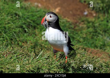 Zoologie / Tiere, Vögel (Aves), Atlantischer Puffin (Fratercula arctica), Borgarfjoerdur Bakkagerdi, ADDITIONAL-RIGHTS-CLEARANCE-INFO-NOT-AVAILABLE Stockfoto