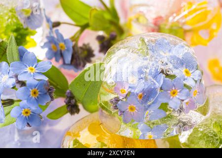 Blumen in Eis. Schließen Sie Eiswürfel mit gefrorenen Blumen auf weißem Hintergrund. Kleine Vergissmeinnots und lila und gelbe Blumen. Unscharfe und selektive Fo Stockfoto