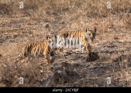 Zwei kleine kleine, wilde Tiger- oder panthera tigris-Jungen mit wütendem Gesichtsausdruck und Aggressivität gegenüber Reisenden in der Safari bandhavgarh indien Stockfoto