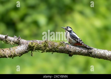 Großspecht, Dendrocopos Major, auf einem Ast Stockfoto