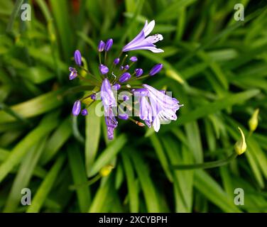 Nahaufnahme der blauen Blume der mehrjährigen immergrünen Gartenpflanze Agapanthus praecox Blue Storm. Stockfoto