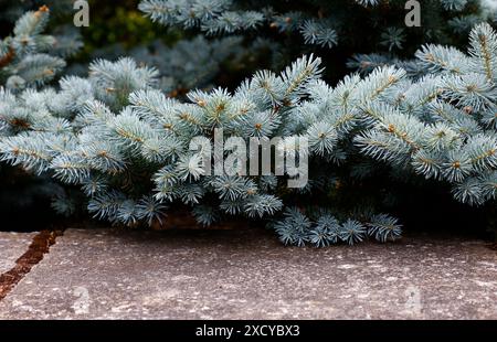 Nahaufnahme der silberblauen Blätter des langsam wachsenden Gartenkonifers picea pungens glauca globosa. Stockfoto