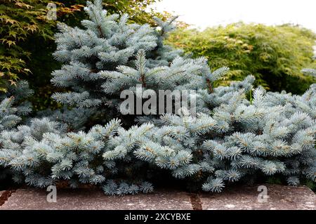 Nahaufnahme der silberblauen Blätter des langsam wachsenden Gartenkonifers picea pungens glauca globosa. Stockfoto