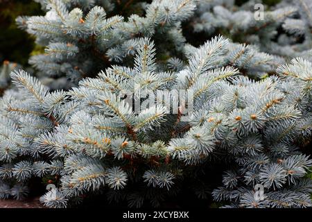 Nahaufnahme der silberblauen Blätter des langsam wachsenden Gartenkonifers picea pungens glauca globosa. Stockfoto